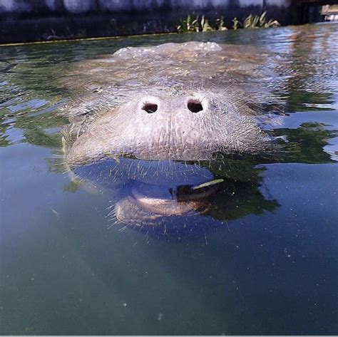 The Gentle Giant, Manatees of Crystal River, FL - Curious Craig