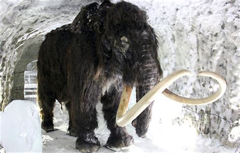 Cloning Woolly Mammoths and Global Warming – What’s the Connection?