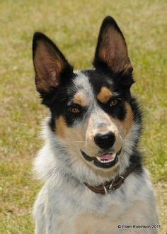 Husky/Wolf/Border Collie mix puppy | Animal Love | Border collie mix puppies, Dogs, Collie mix