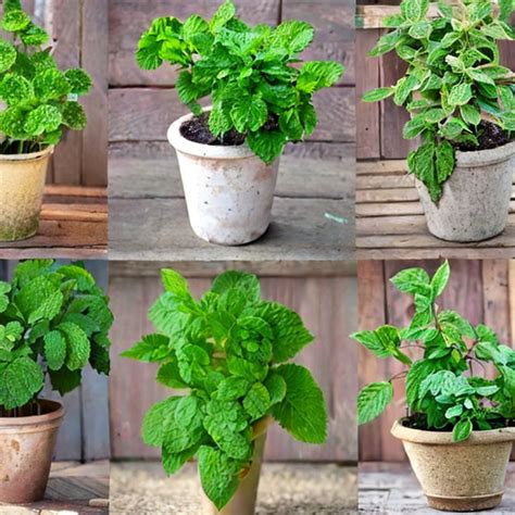 Mint Plant Varieties and How to Choose - HubPages