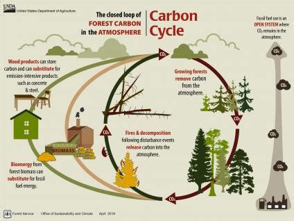 Carbon | US Forest Service