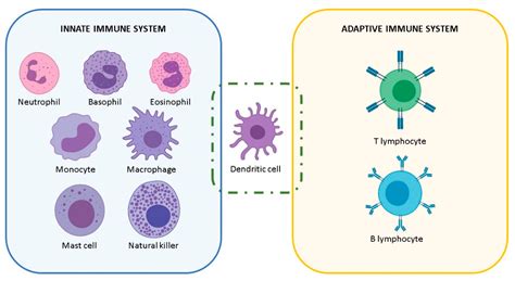 Innate Immune System