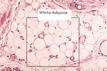 Adipose Tissue | Definition, Function & Location - Lesson | Study.com