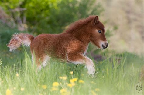 The Cutest Mini Horses You've Ever Seen | Travels And Living