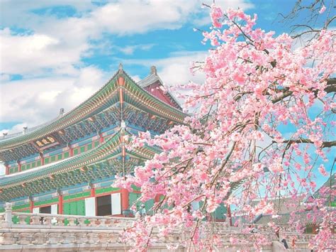 Cherry Blossoms blooming Season in Korea 2022 and other Spring Flowers ...