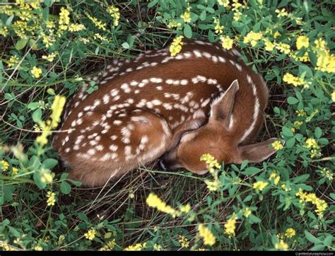 Sleeping deer on CanItBeSaturdayNow.com | Baby deer, Animals wild, Fawns deer