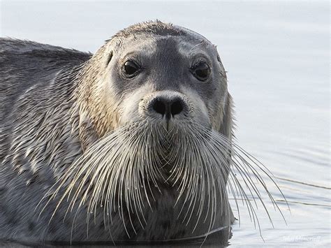 Some local wildlife from the Shetland Islands | GTPlanet