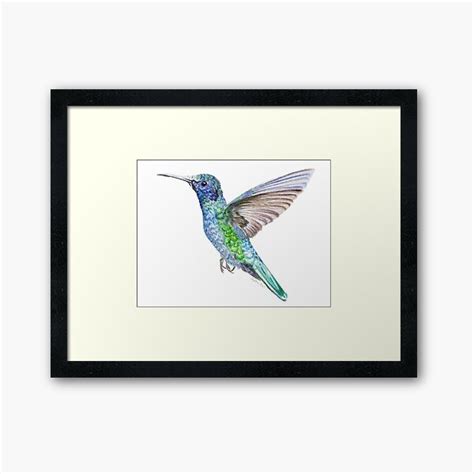 Hummingbird Framed Prints | Redbubble