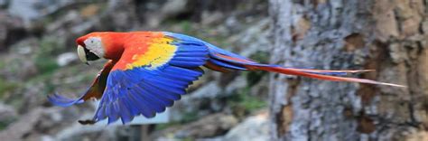 The Honduras Bird Man - Honduras Travel