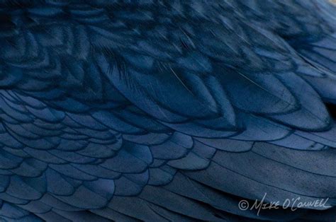 Raven Feathers https://www.mike-oconnell.com/photos/raven_feathers.jpg ...