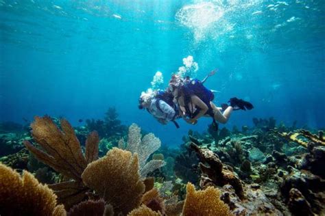 The Bahamas is Revitalizing its Coral Reefs