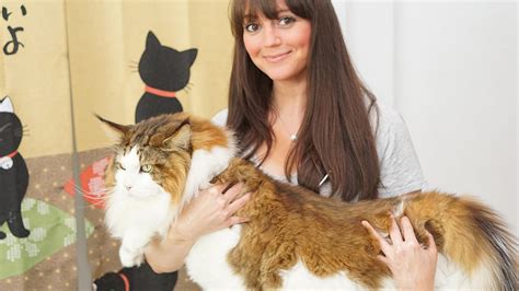 Samson the cat billed as largest feline in New York at 28 pounds, 4 feet - TODAY.com