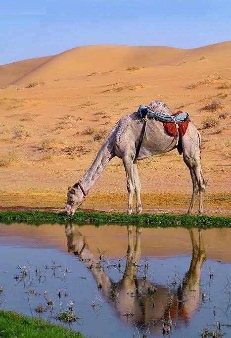 جماليات on Twitter | Camels, Deserts of the world, Camels desert