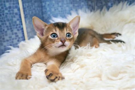 7 Abyssinian Cat Colors - Find The Right Color For You