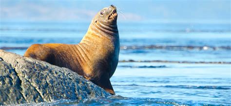 Pinnipeds | The Marine Mammal Center