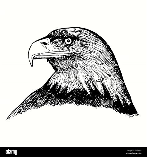 Eagle Face Drawing