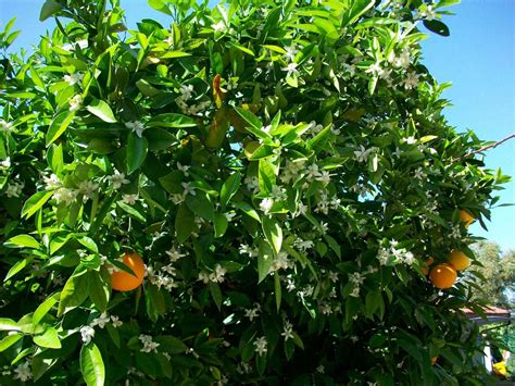 THE MAVERICK GARDENER: ORANGE BLOSSOMS