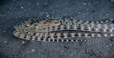 Mimic Octopus - Christoph Trösch Medien- und Kommunikationstrainings