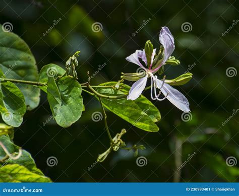 Kachnar or Orchid Tree or Mountain Ebony Bauhinia Variegata Tree Flowers and Leaves Closeup ...