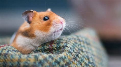 Hamster Hibernation | Small Pet Advice | Vets4Pets