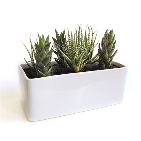 Cactus Garden // Gloss Planter - Lush Modern - Touch of Modern