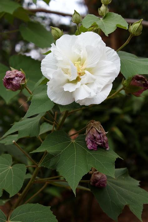 Hibiscus mutabilis | Hibiscus mutabilis L. MALVACEAE Local: … | Flickr