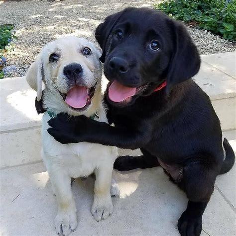 Nadie mejor que tu mejor amigo! Como se llama tu peludo amigo? #puppy # ...