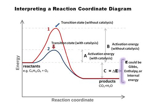 35 Label The Following Reaction Coordinate Diagram - Labels Design Ideas 2020