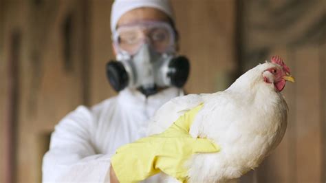 What Texans should know about the spread of H5N1 bird flu | Fort Worth Star-Telegram