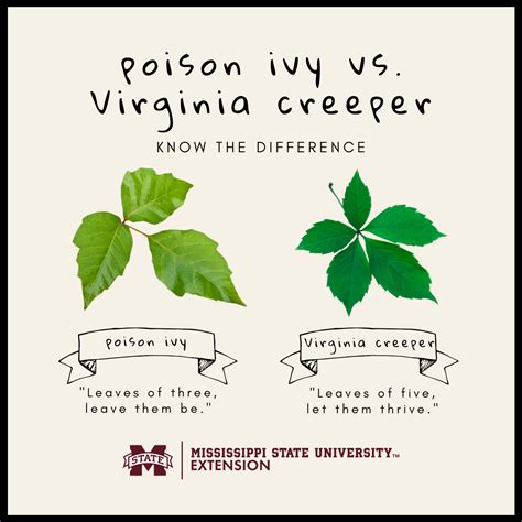 Poison Ivy vs. Virginia Creeper | Mississippi State University ...