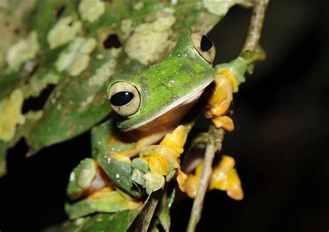 Even more amphibians are endangered than we thought