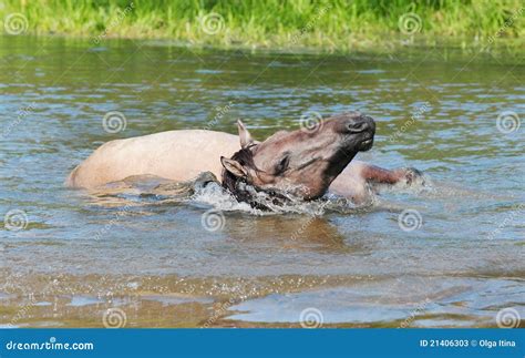 Horse bathing stock image. Image of farm, happiness, brown - 21406303