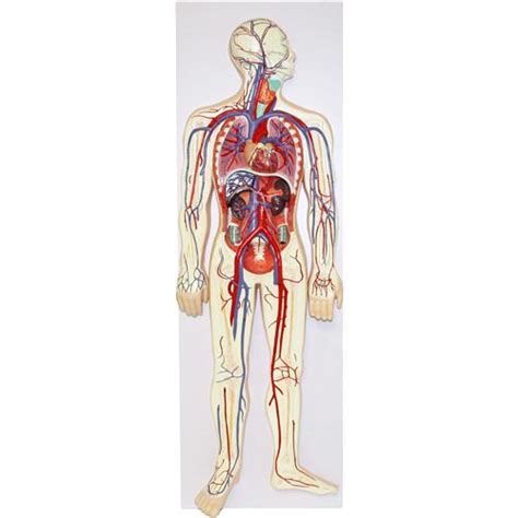 Human Circulatory System Model