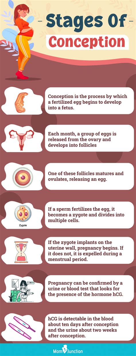 Pregnancy Stages Of Fetus