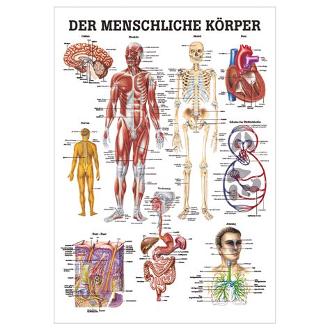 Der menschliche Körper Lehrtafel Anatomie 100x70 cm medizinische ...