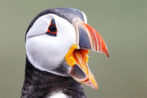 Puffin | Facts, pictures & more about Puffin White Face, Puffin, Atlantic, Animal Pictures ...