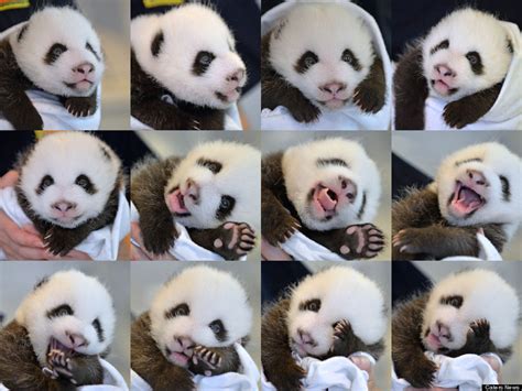 The Atlanta Zoo's Baby Panda Cub Just Wants To Say 'Hey!' (PHOTOS) | HuffPost