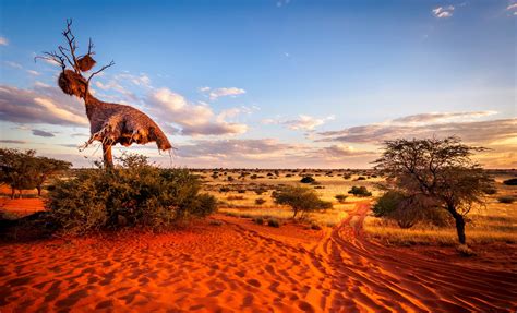 Kalahari Woestijn, Namibië | tips & bezienswaardigheden - 333travel