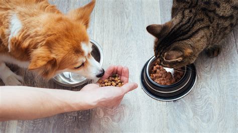 Resolve to feed your dog or cat a healthier diet in the new year