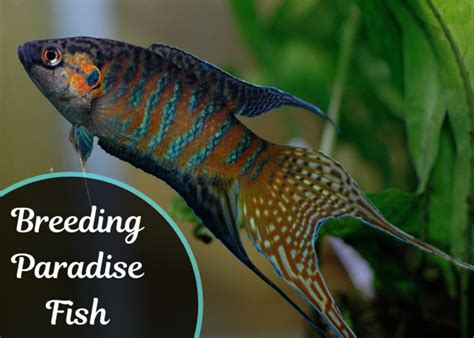 How to Breed Paradise Fish - HubPages