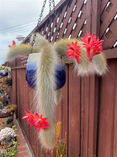 Monkey Tail Cactus Flower Plants Garden Planting 25 Seeds | Etsy