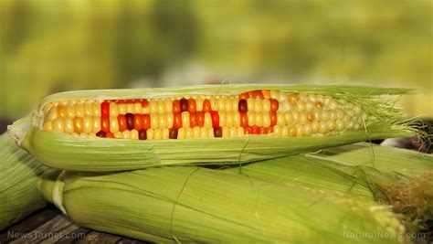 Top GMO lies, uncovered