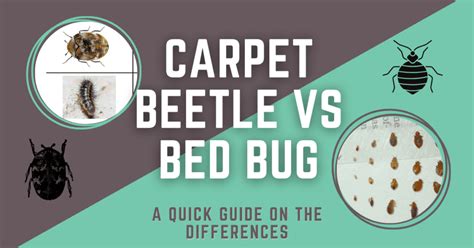 Carpet Beetle VS Bed Bug: A Quick Guide on the Differences?