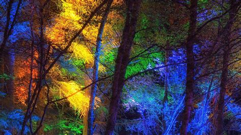 Color Forest Wallpapers - Top Free Color Forest Backgrounds ...