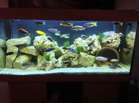 Stacking Rocks in Your Aquarium - RateMyFishTank.com