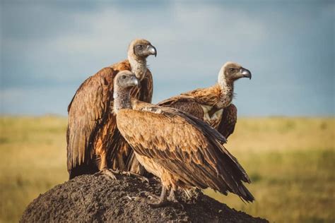 Wildlife In Africa: 10 Unforgettable Experiences To Have