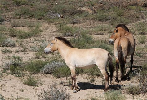 From 24 to 634: The Przewalski's horse returns to the wild - CGTN