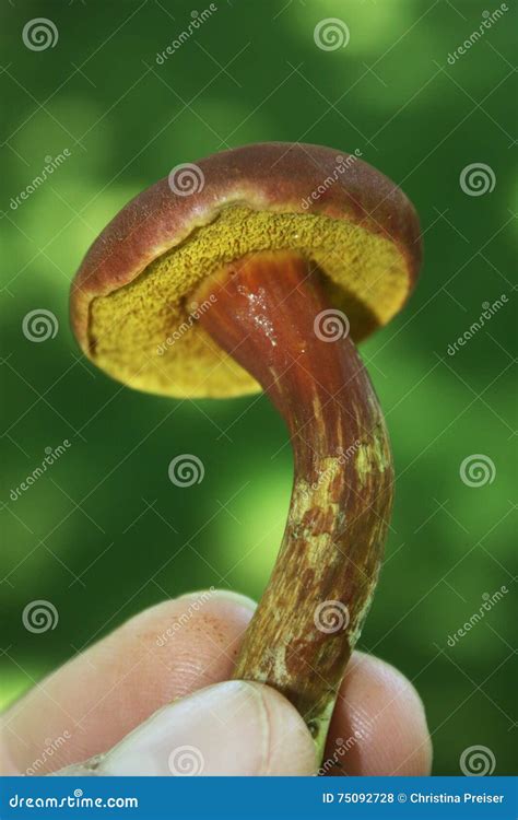 Red & Yellow Bolete Mushroom Stock Photo - Image of holding, capped: 75092728