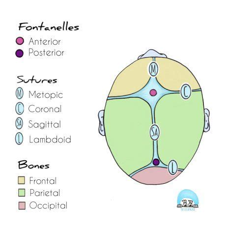 Fact 29 – Fontanelles: why are they important and when do they close ...