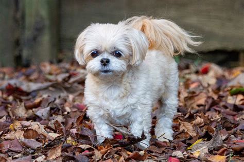 15 Cutest Shih-Poo Haircuts To Ask Your Groomer To Try